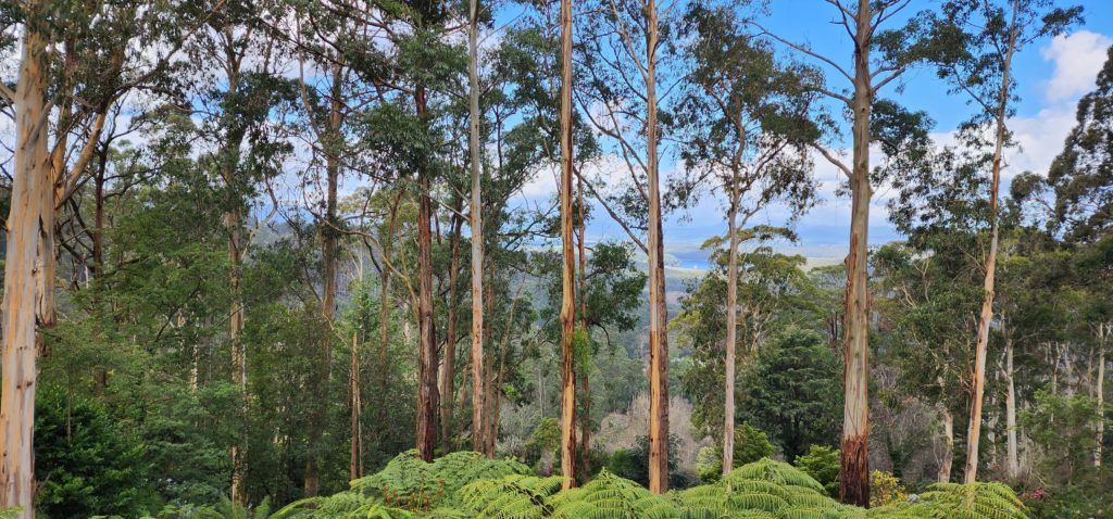 Mountain Outlook in Kalorama