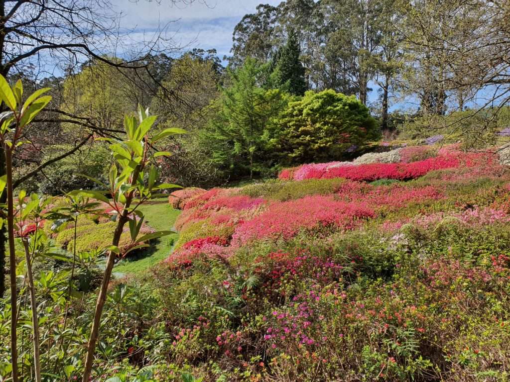 Dandenong Ranges Botanic Garden