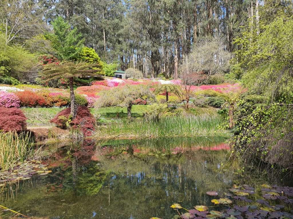 the lake at the Dandenong Ranges Botanic Garden