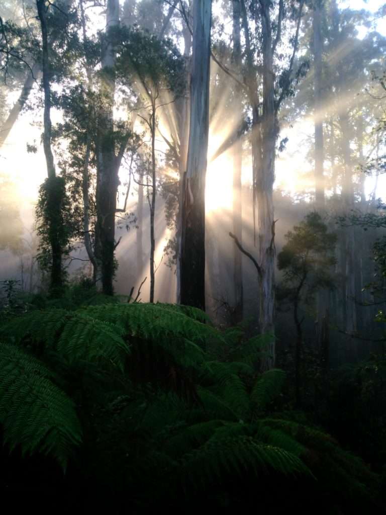 Sherbrooke Forest by Paul Wicks