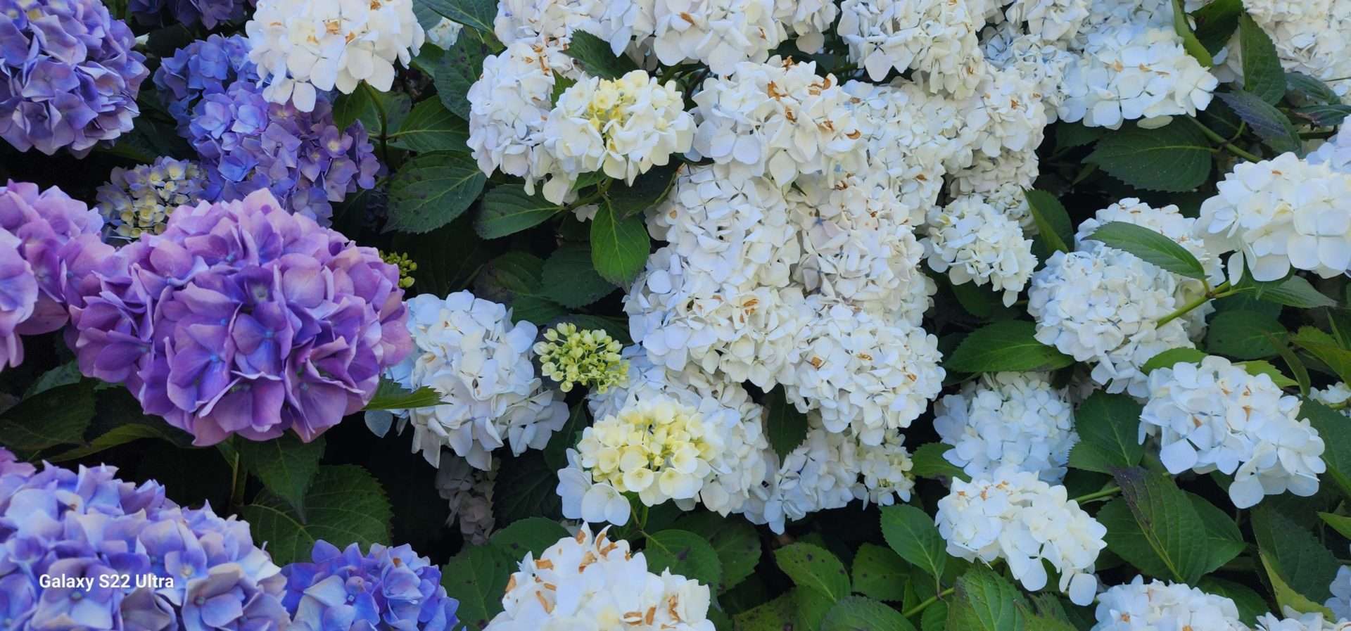 Summer is hydrangeas