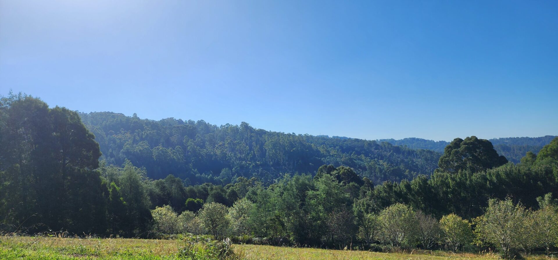 Selling a home in Summer RJ Hamer Arboretum Olinda, Victoria, 3788